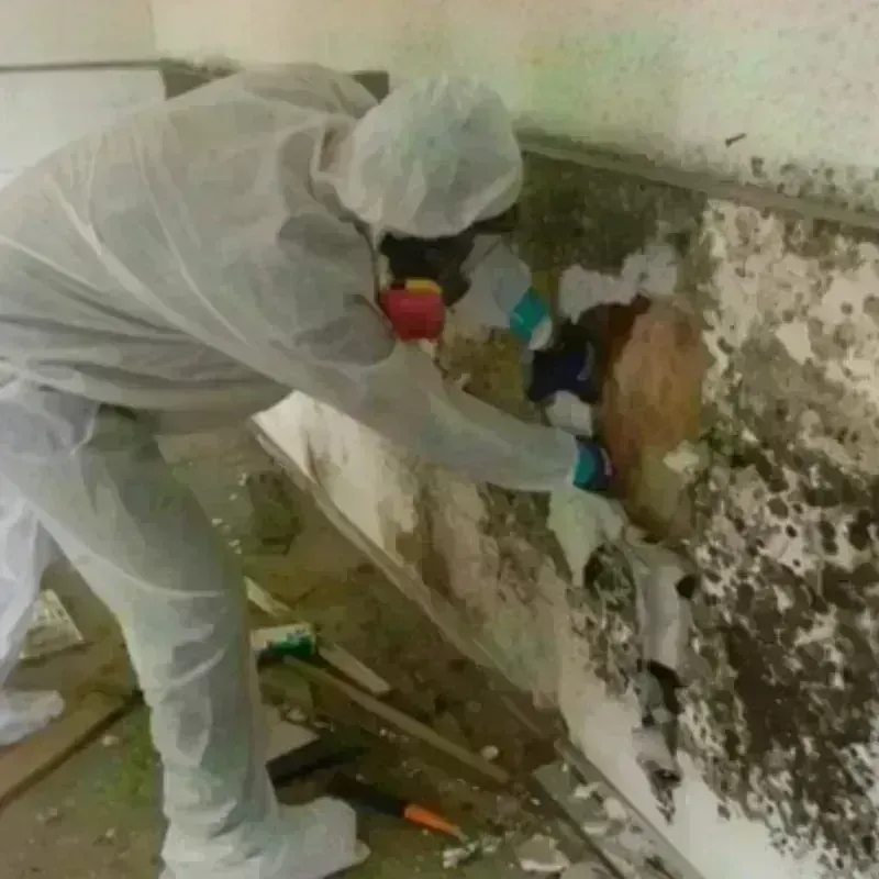 Mold Remediation and Removal in McMinnville, OR